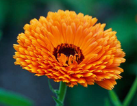 Calendula Flower Oil